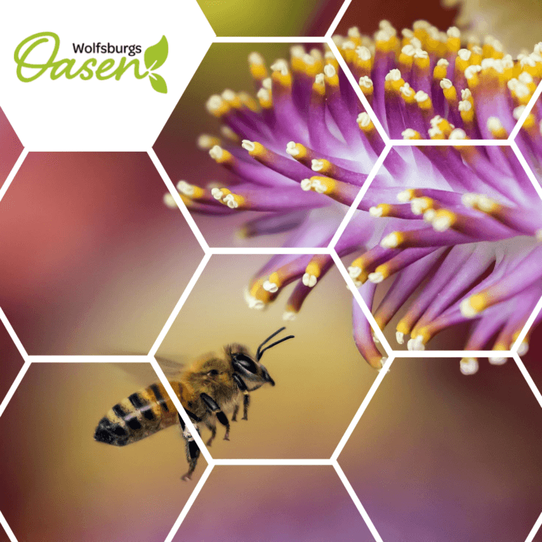 Fotowettbewerb „Wolfsburgs Oasen – für mehr Artenvielfalt und Klimaschutz“